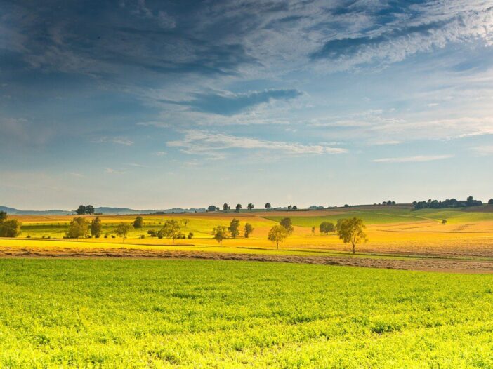 Green landscape in summer