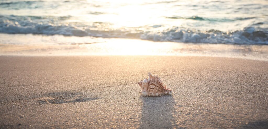 A seashell rests on the sandy beach with waves gently approaching under a bright sunlit sky.